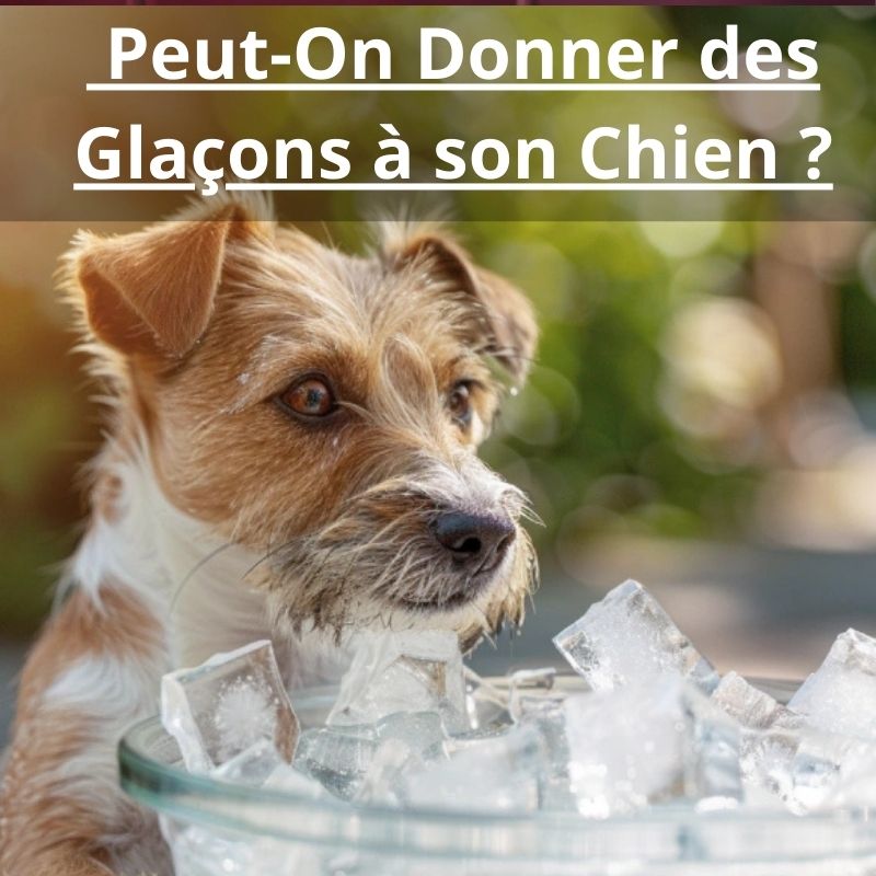 Peut-On Donner des Glaçons à son Chien